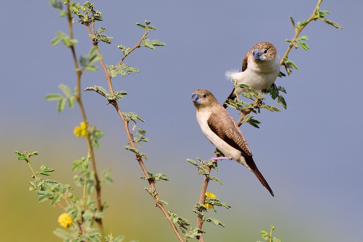 African Silverbill - ML632106293