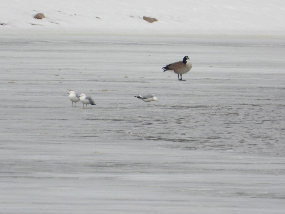 Ring-billed Gull - ML632106513