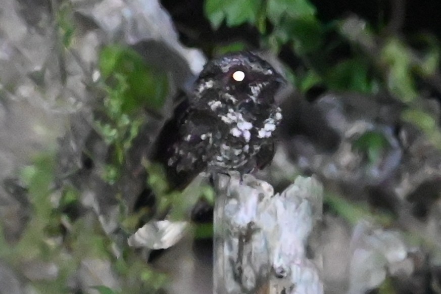 Cuban Nightjar - ML632106598