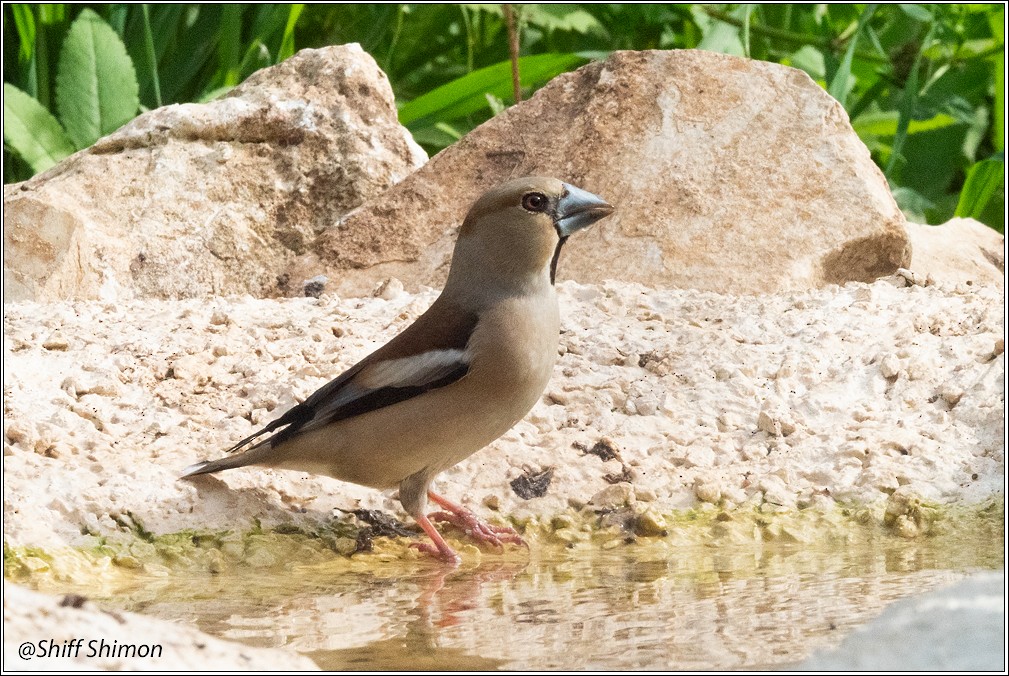 Hawfinch - ML632106636