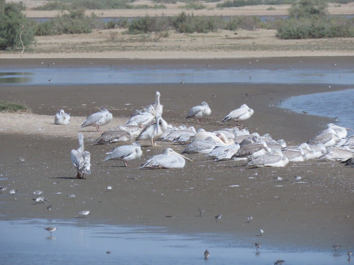 Pink-backed Pelican - ML632106654