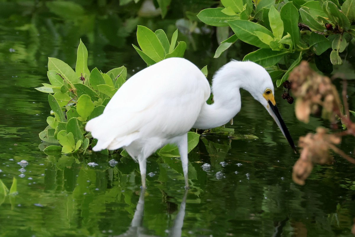 Snowy Egret - ML632106682