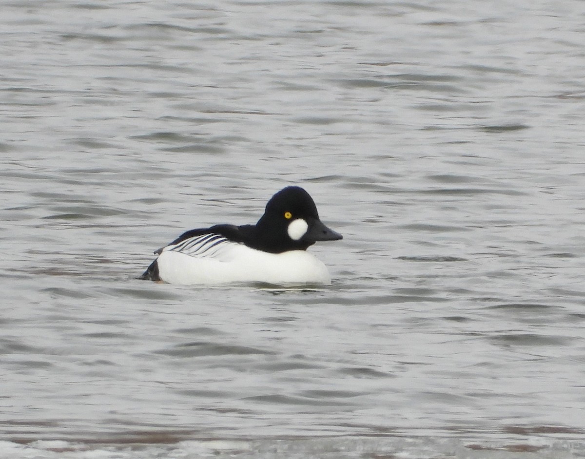Common Goldeneye - ML632106746