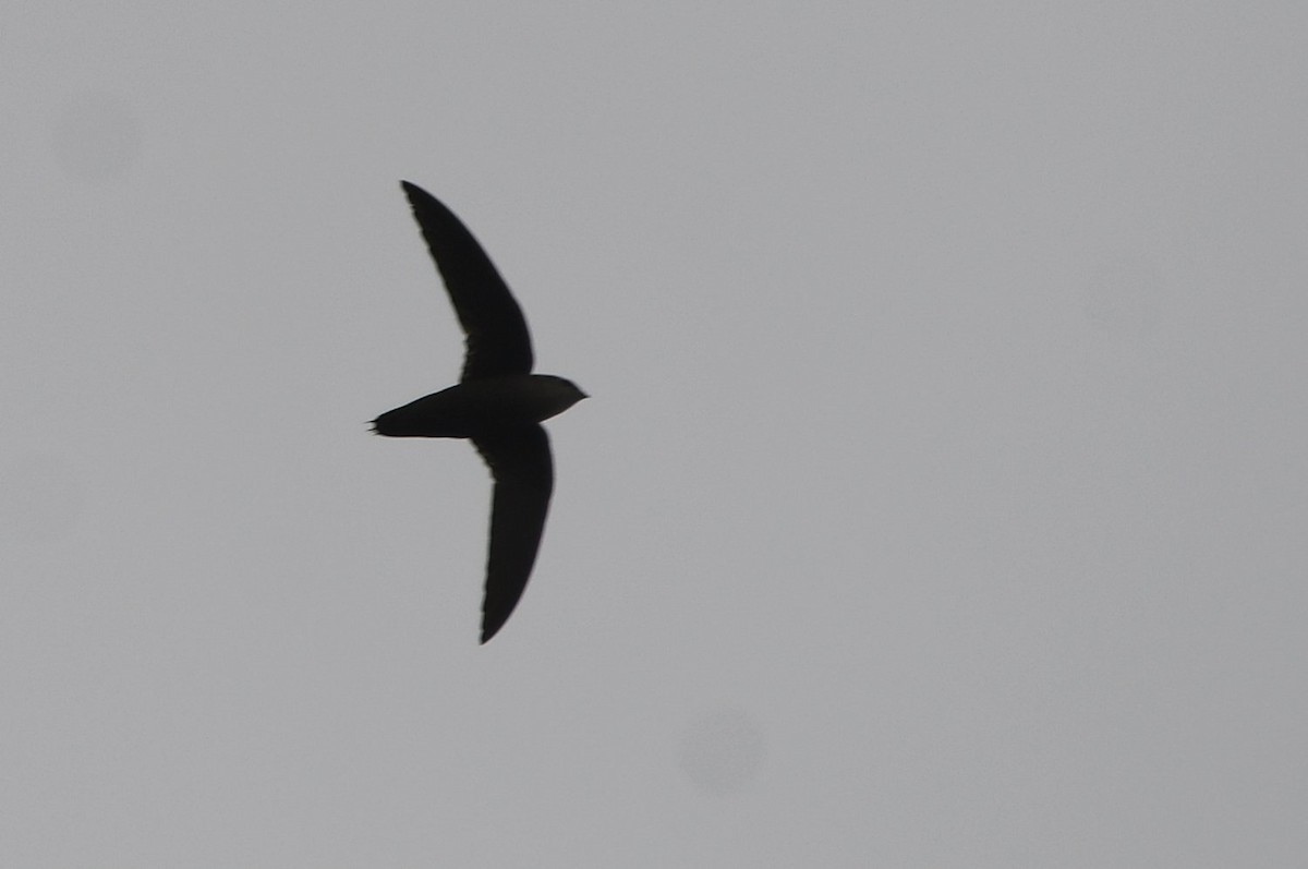 Chimney Swift - ML632106818