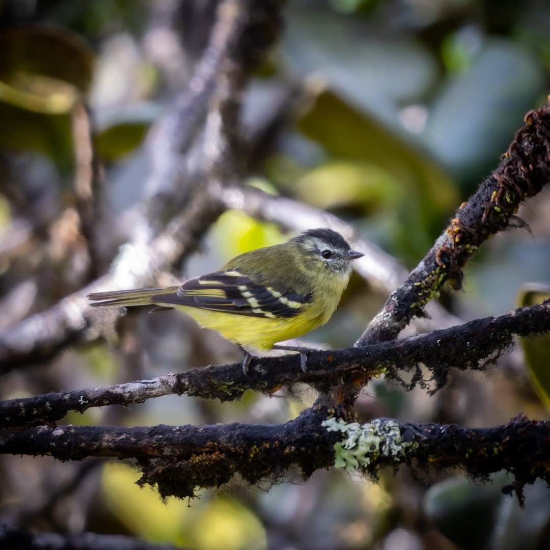 Sulphur-bellied Tyrannulet - ML632106866