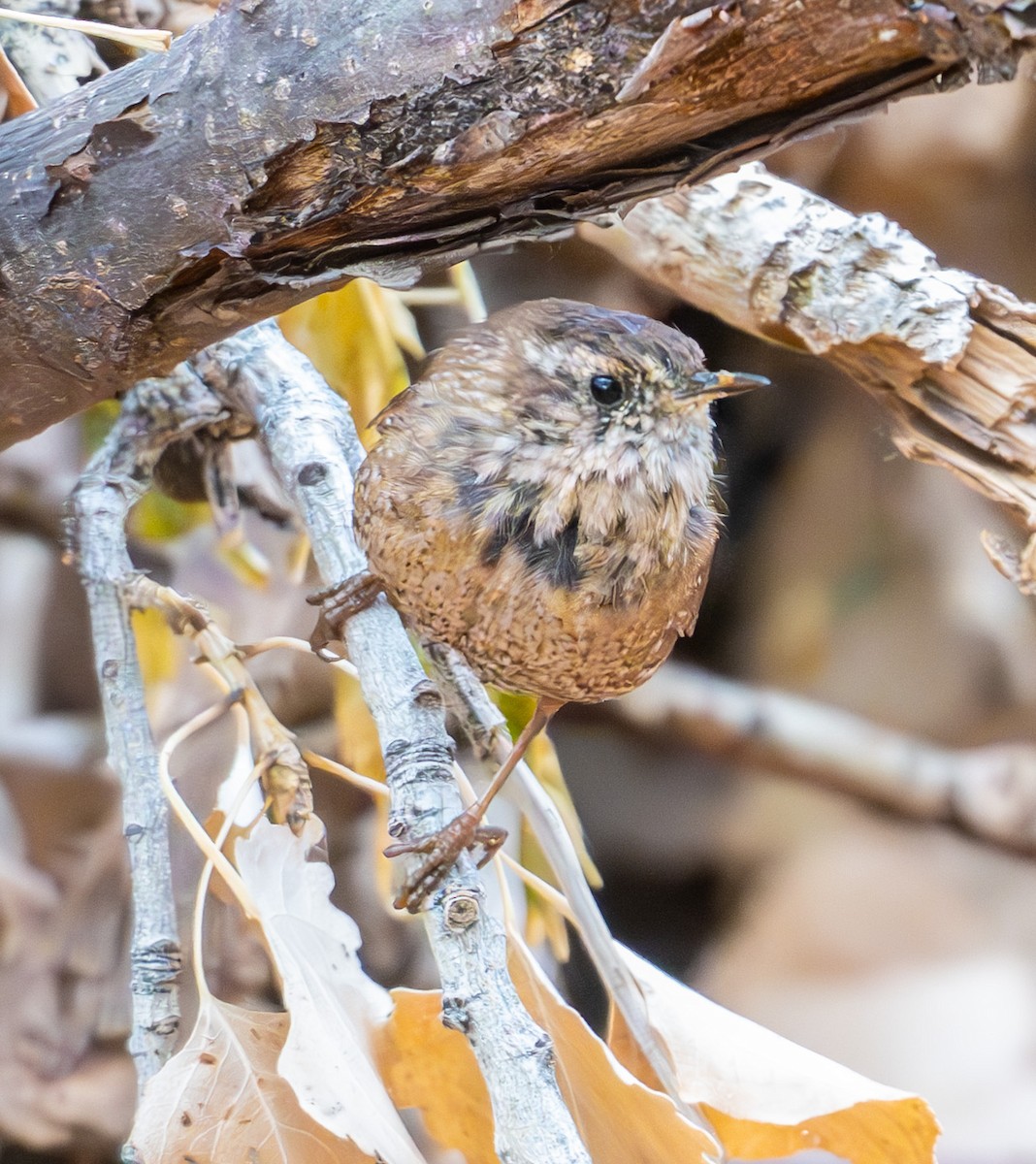 Winter Wren - ML632106894