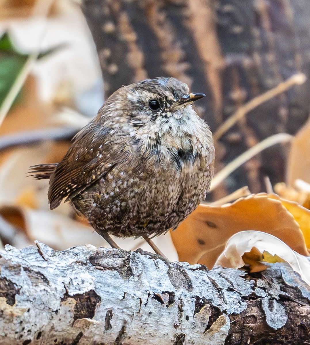 Winter Wren - ML632106896