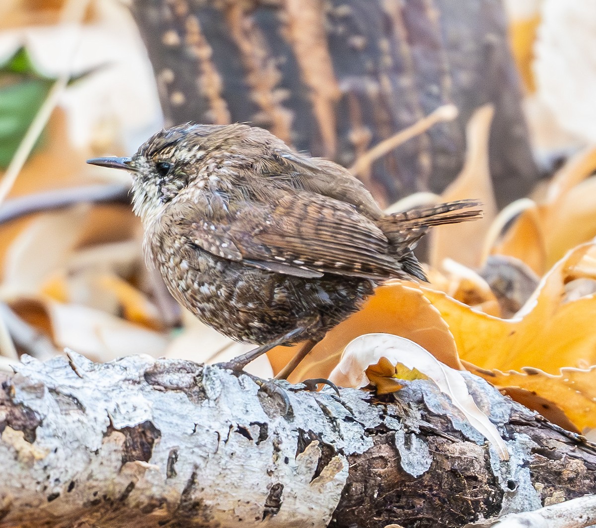 Winter Wren - ML632106897