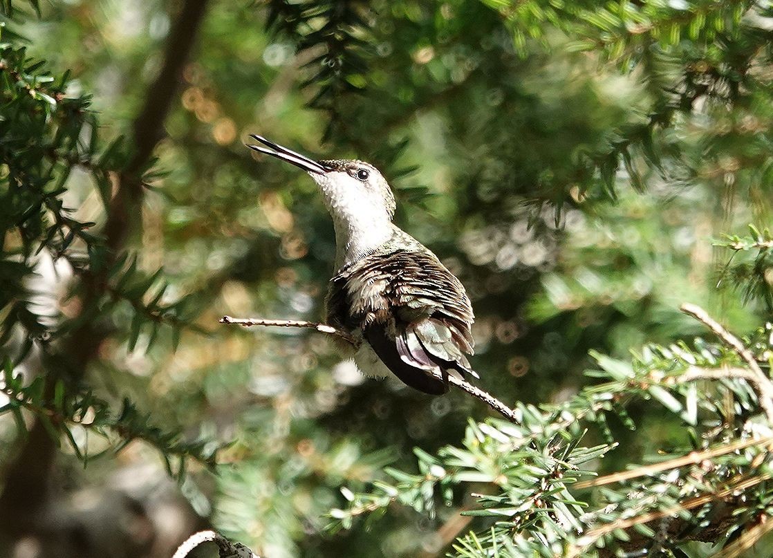 Ruby-throated Hummingbird - ML632107070