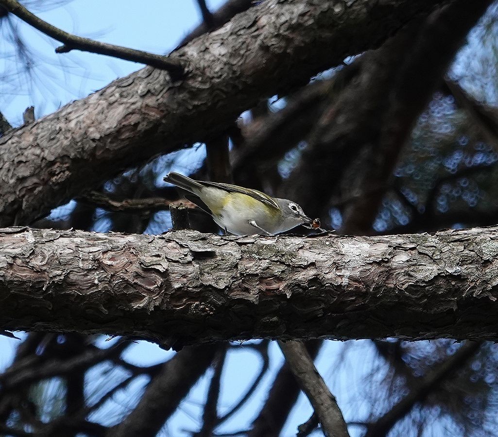 Blue-headed Vireo - ML632107078