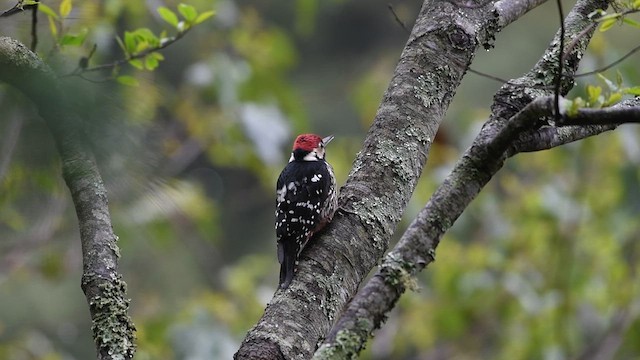 White-backed Woodpecker (White-backed) - ML632107095