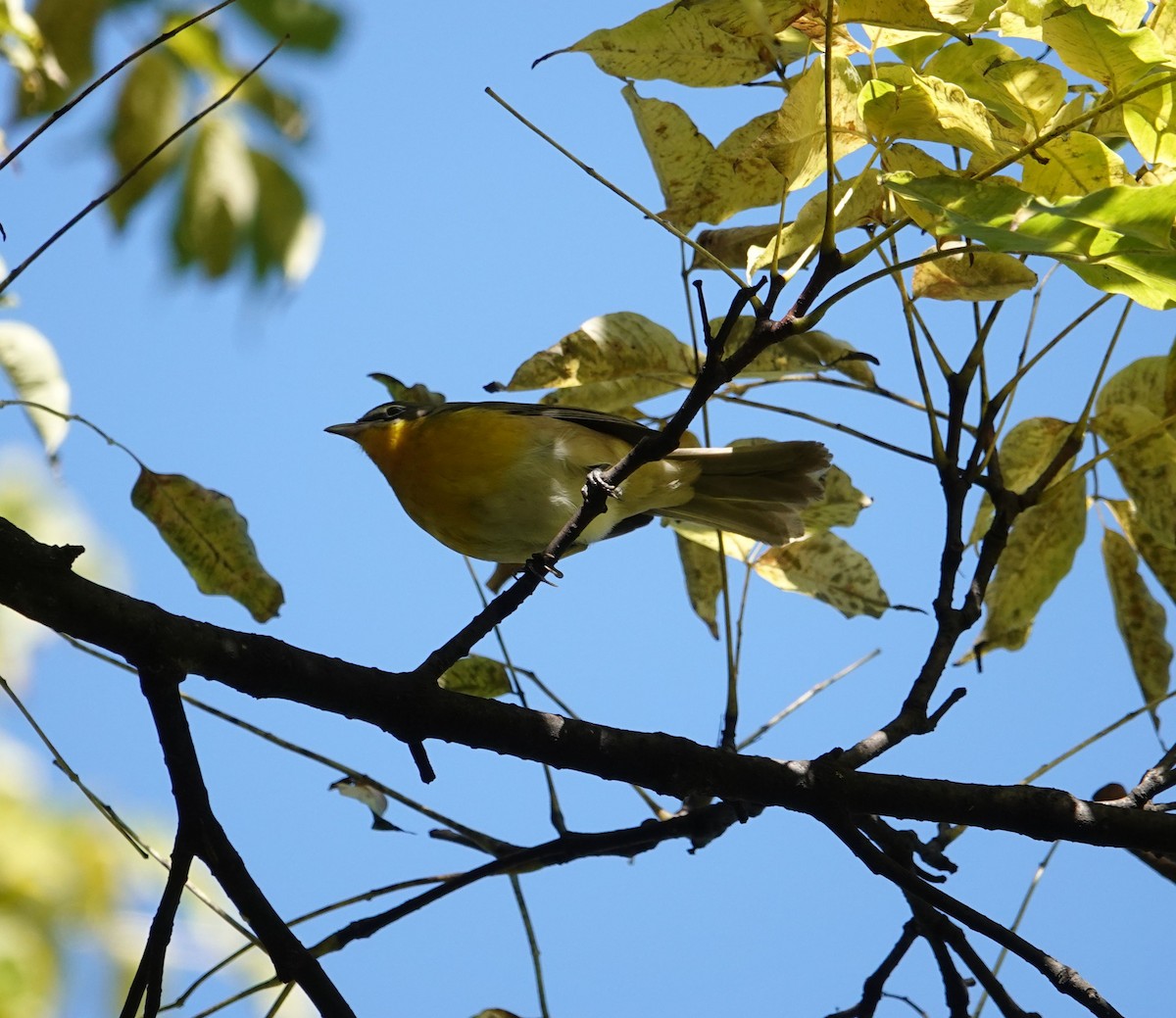 Yellow-breasted Chat - ML632107104