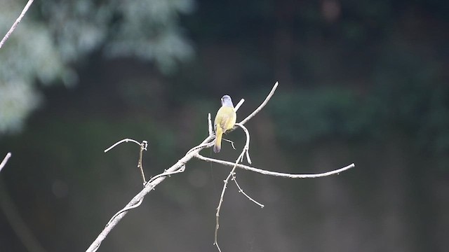 Collared Finchbill - ML632107108
