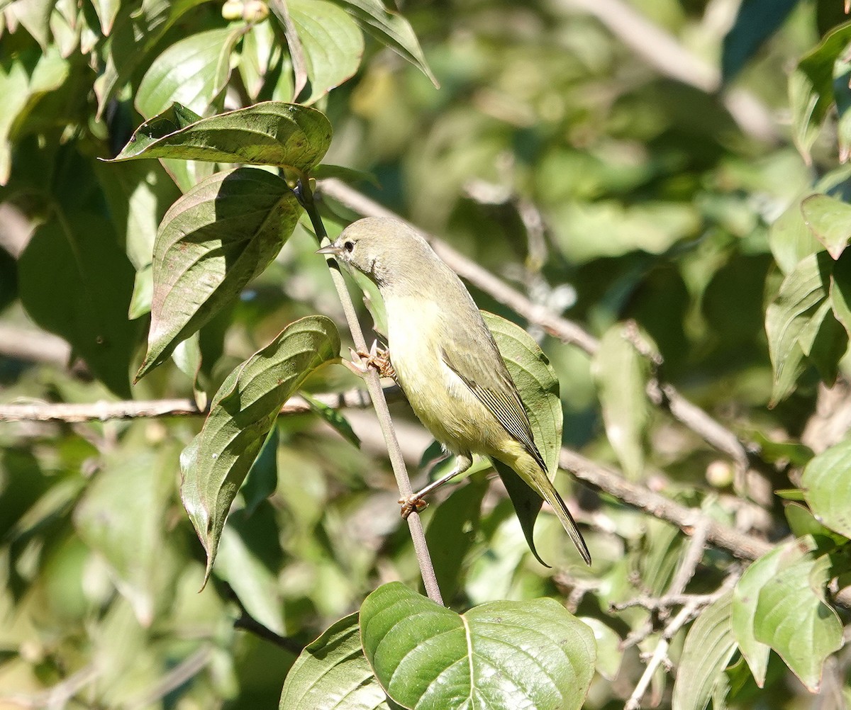 Orange-crowned Warbler - ML632107124