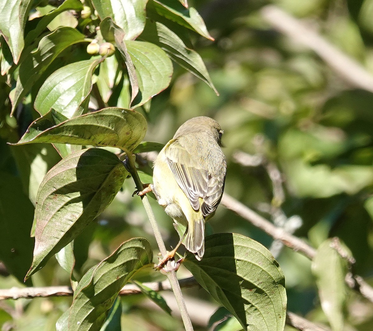 Orange-crowned Warbler - ML632107132