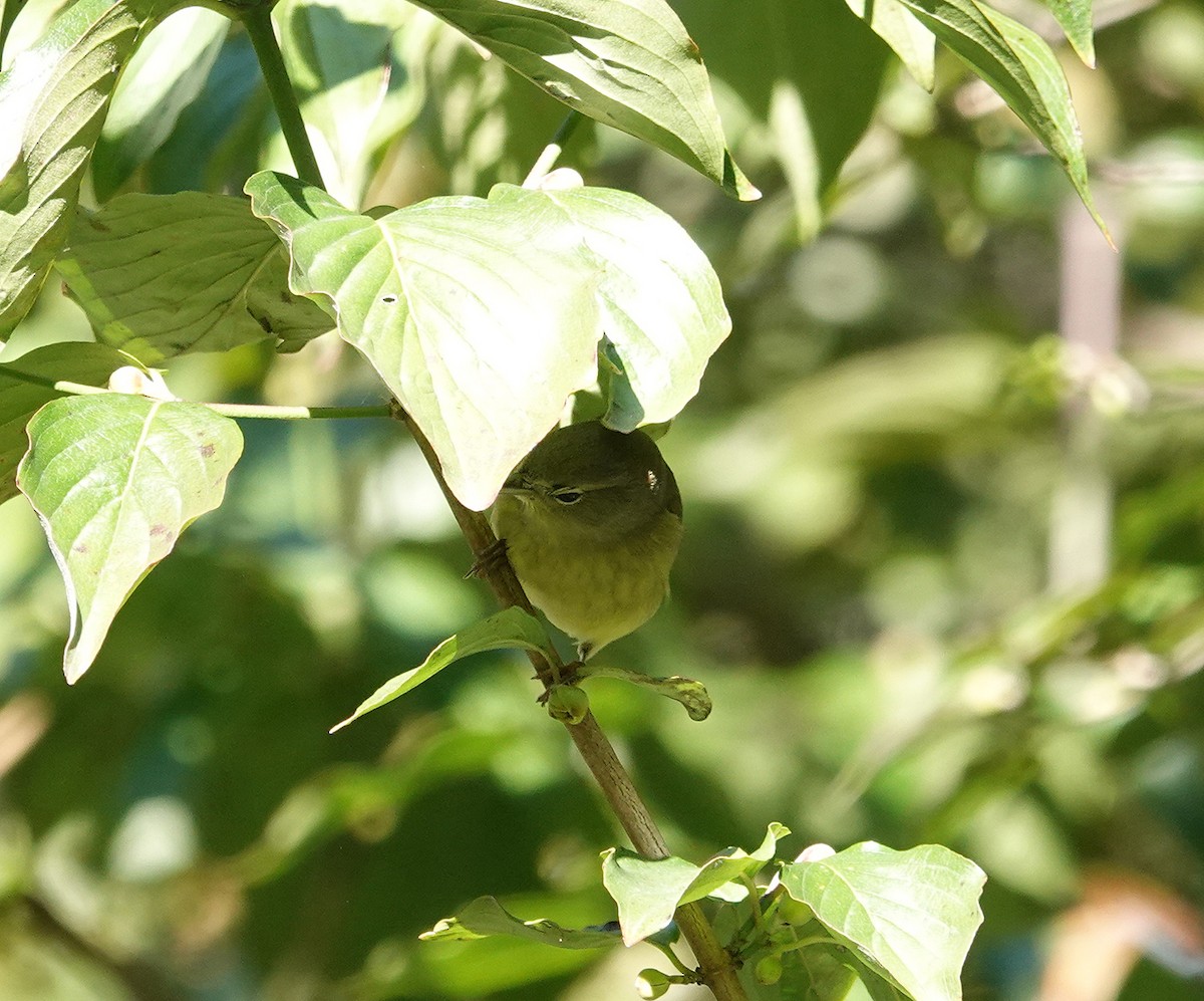 Orange-crowned Warbler - ML632107141
