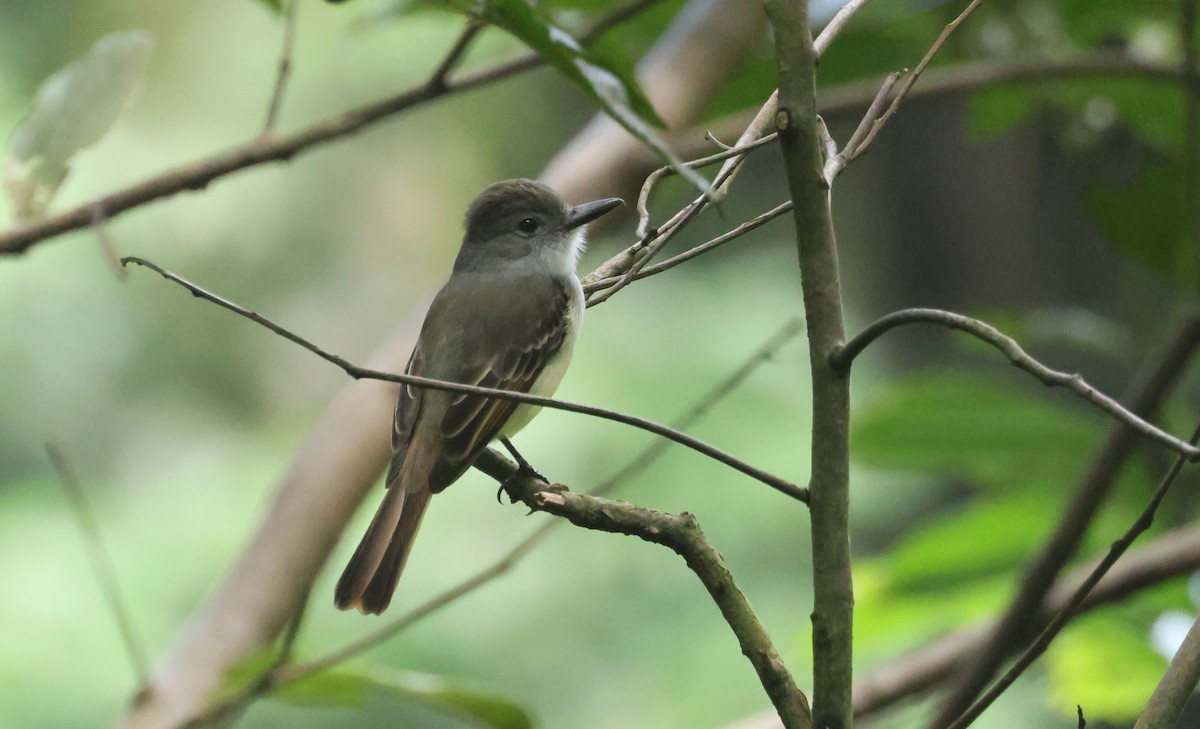 Lesser Antillean Flycatcher - ML632107160