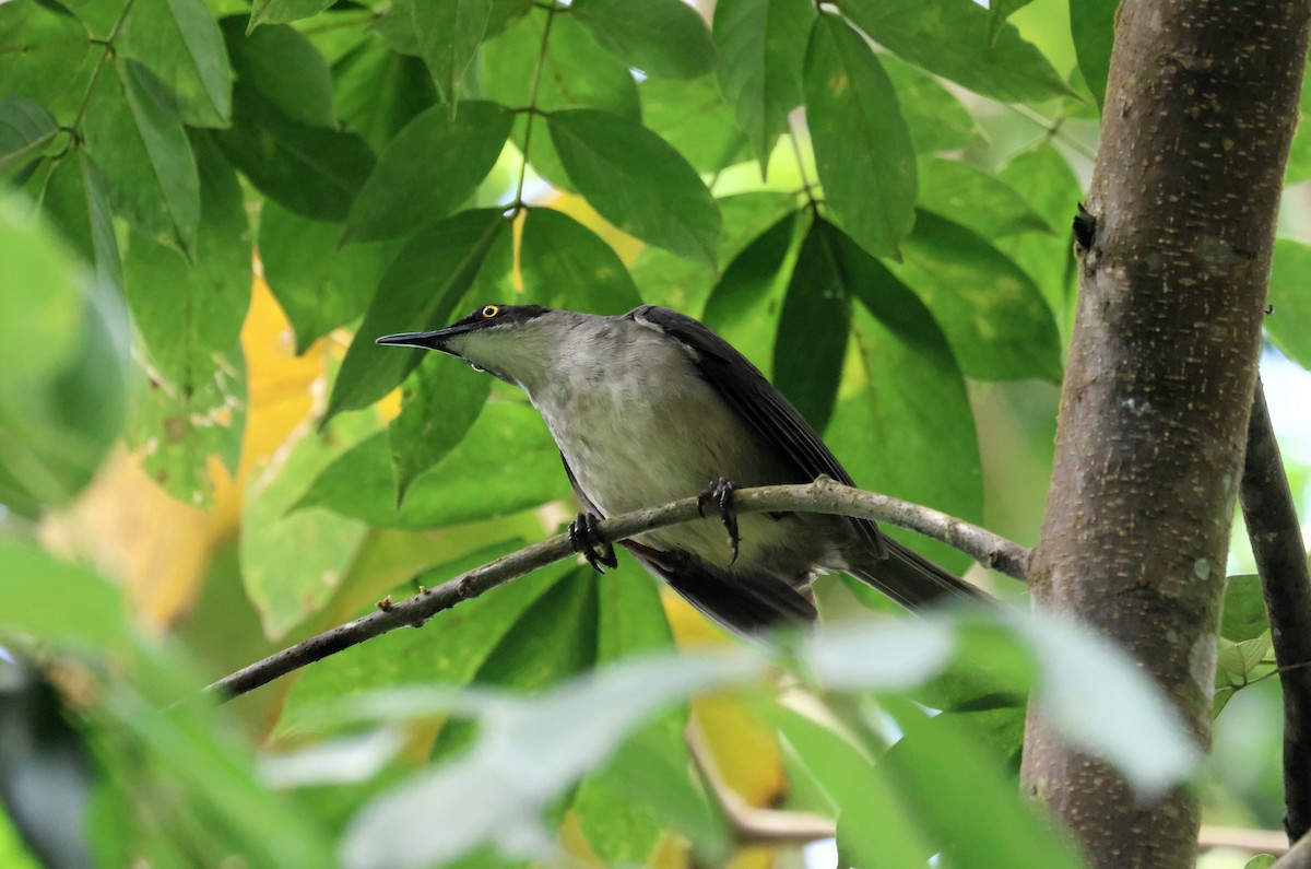 Gray Trembler - John Drummond