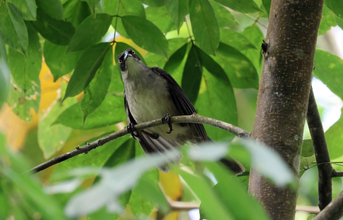 Gray Trembler - John Drummond