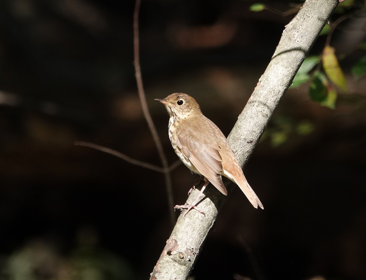 Hermit Thrush - ML632107257