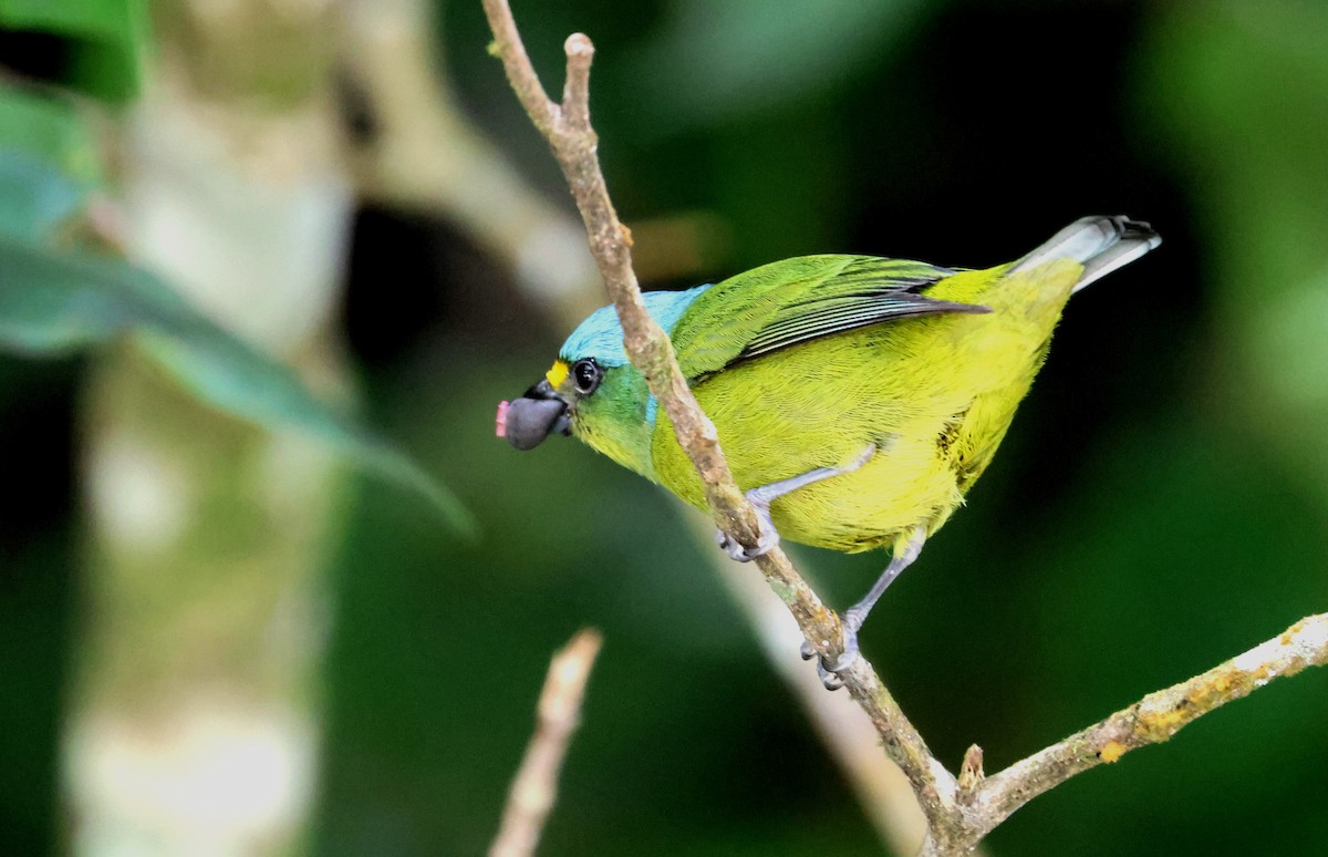 Lesser Antillean Euphonia - ML632107261