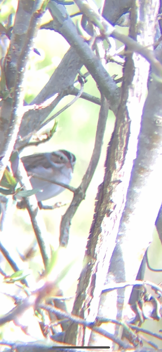 Clay-colored Sparrow - ML632107282