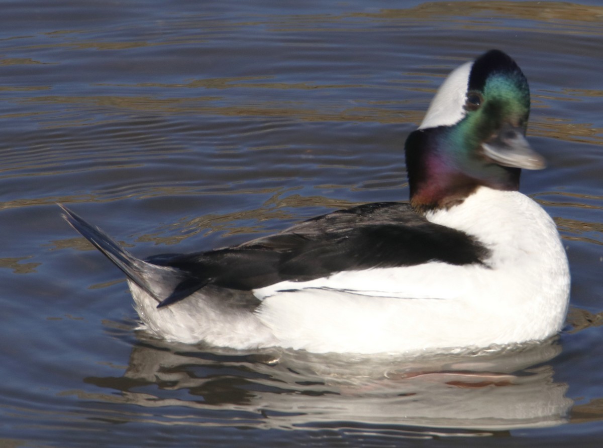 Bufflehead - ML632107290