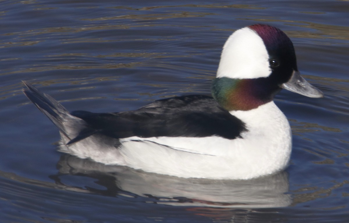 Bufflehead - ML632107291