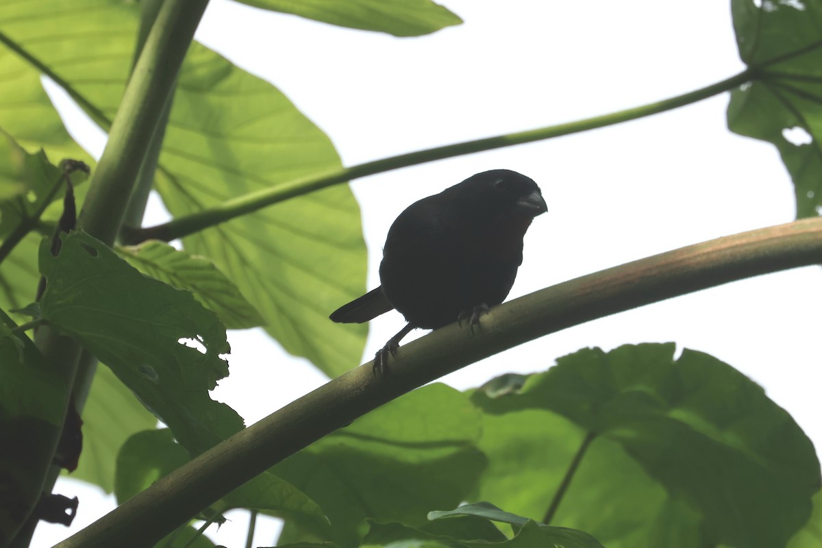 St. Lucia Black Finch - ML632107397