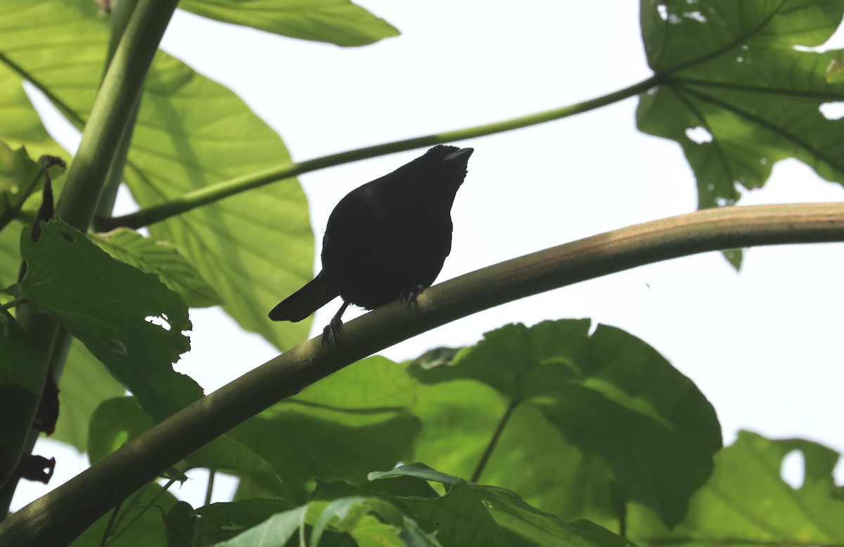St. Lucia Black Finch - ML632107409