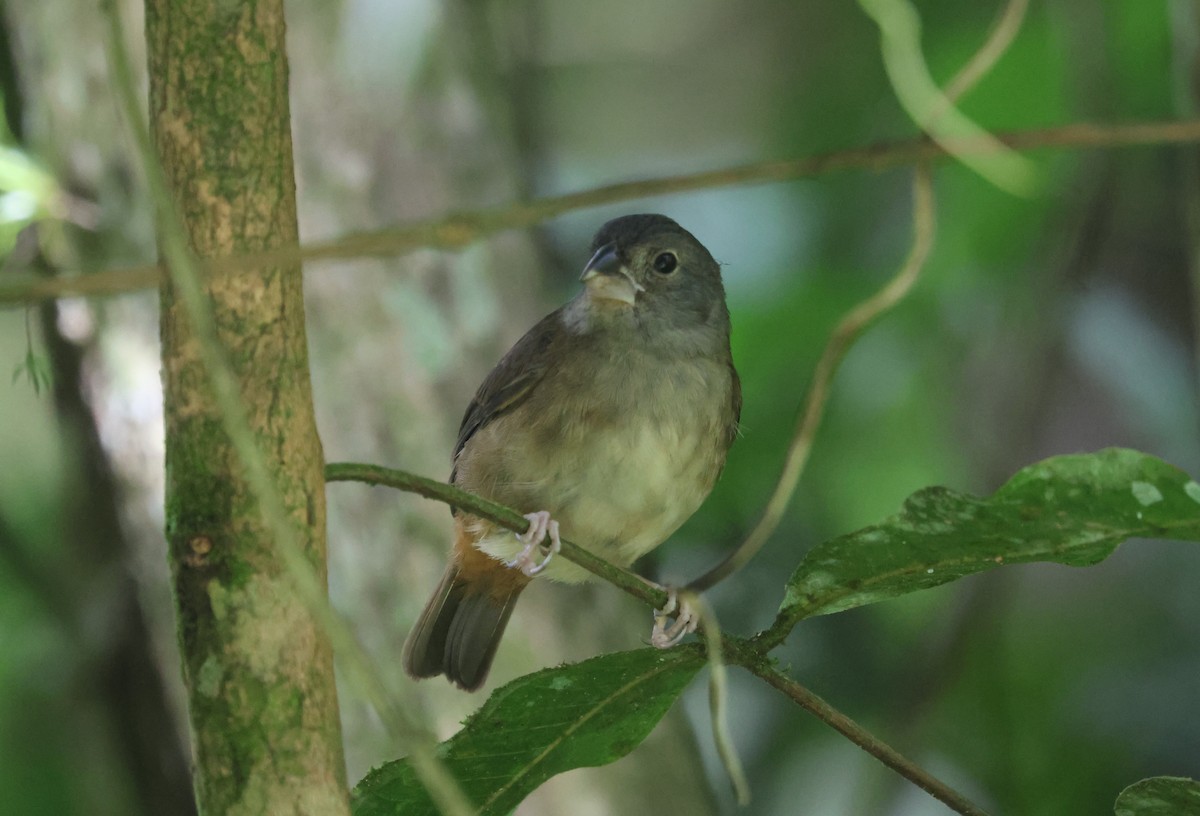 St. Lucia Black Finch - ML632107430