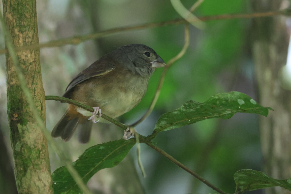 St. Lucia Black Finch - ML632107479