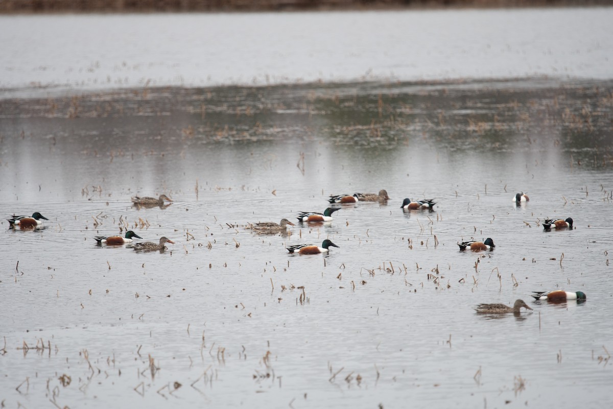 Northern Shoveler - ML632107550
