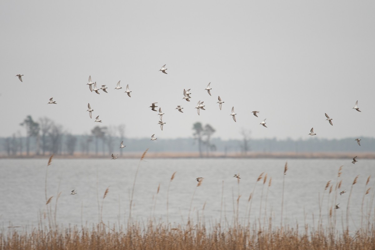 Dunlin - ML632107576