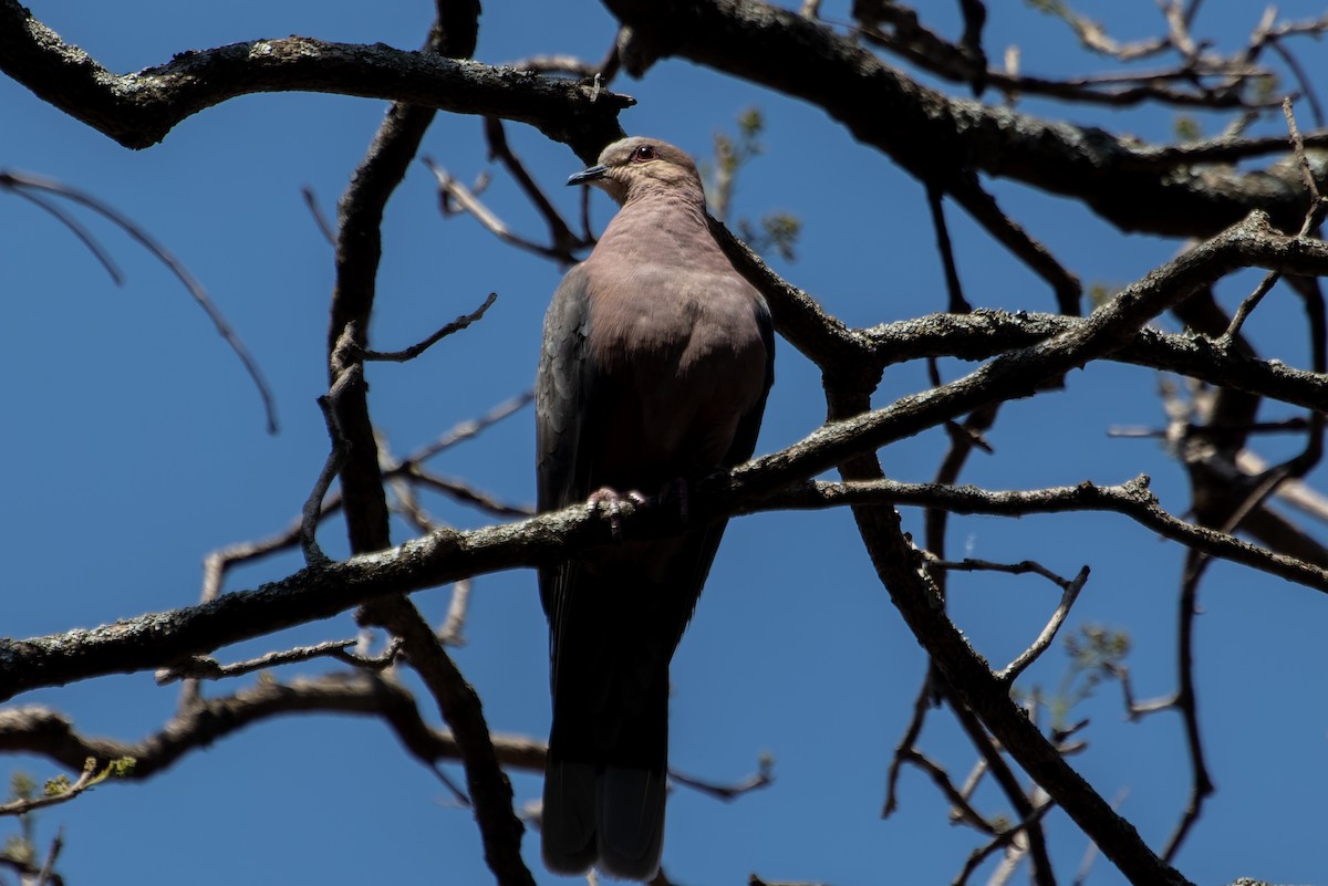 Red-eyed Dove - ML632107634