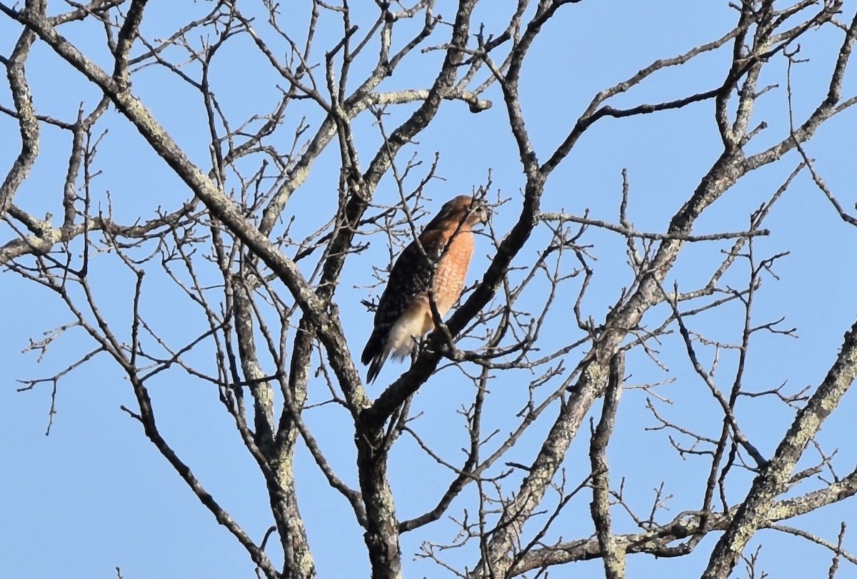Red-shouldered Hawk - ML632107930