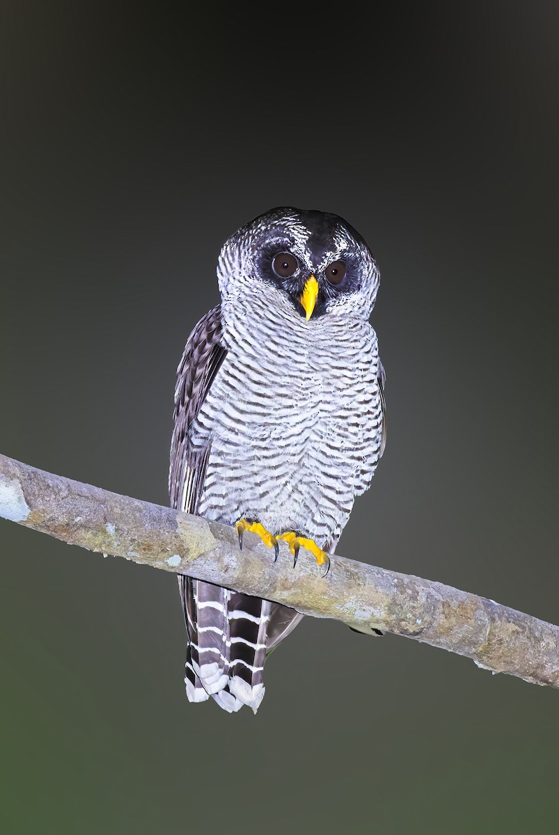 puštík černobílý - ML632107969