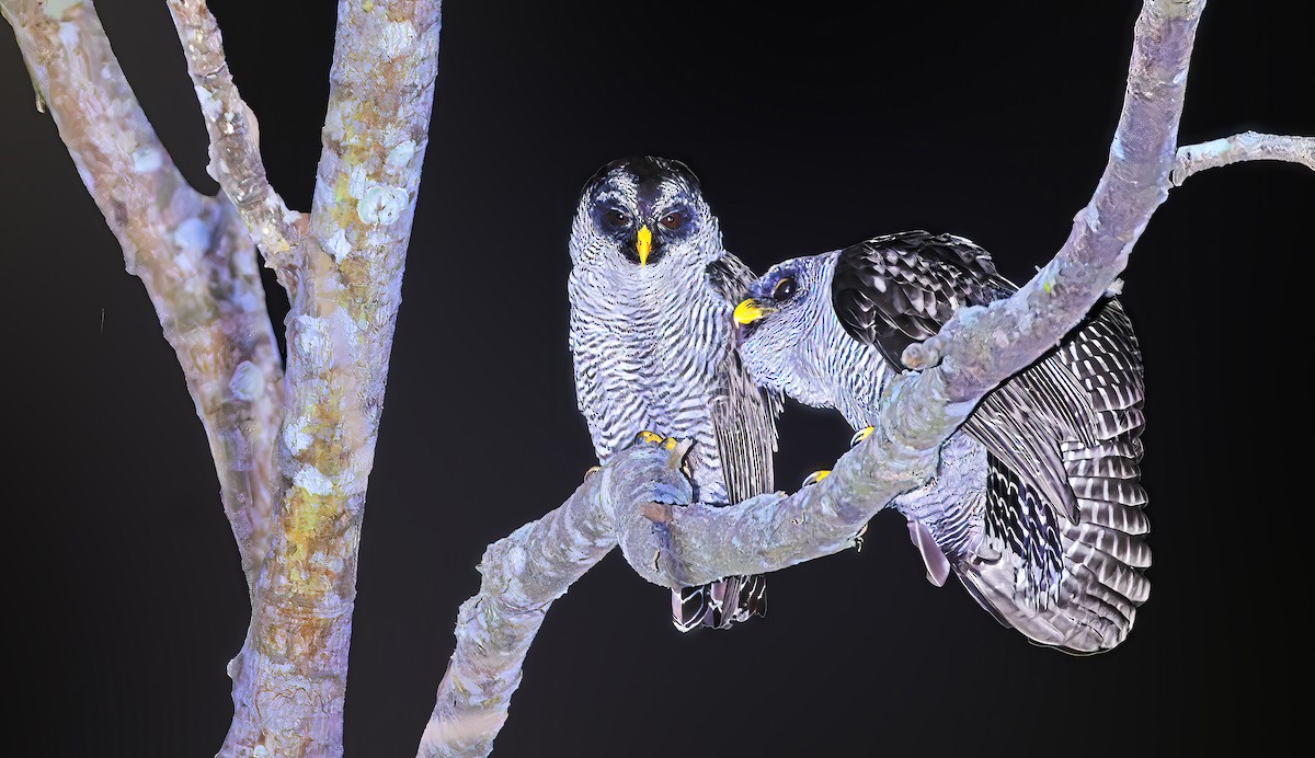 puštík černobílý - ML632107984