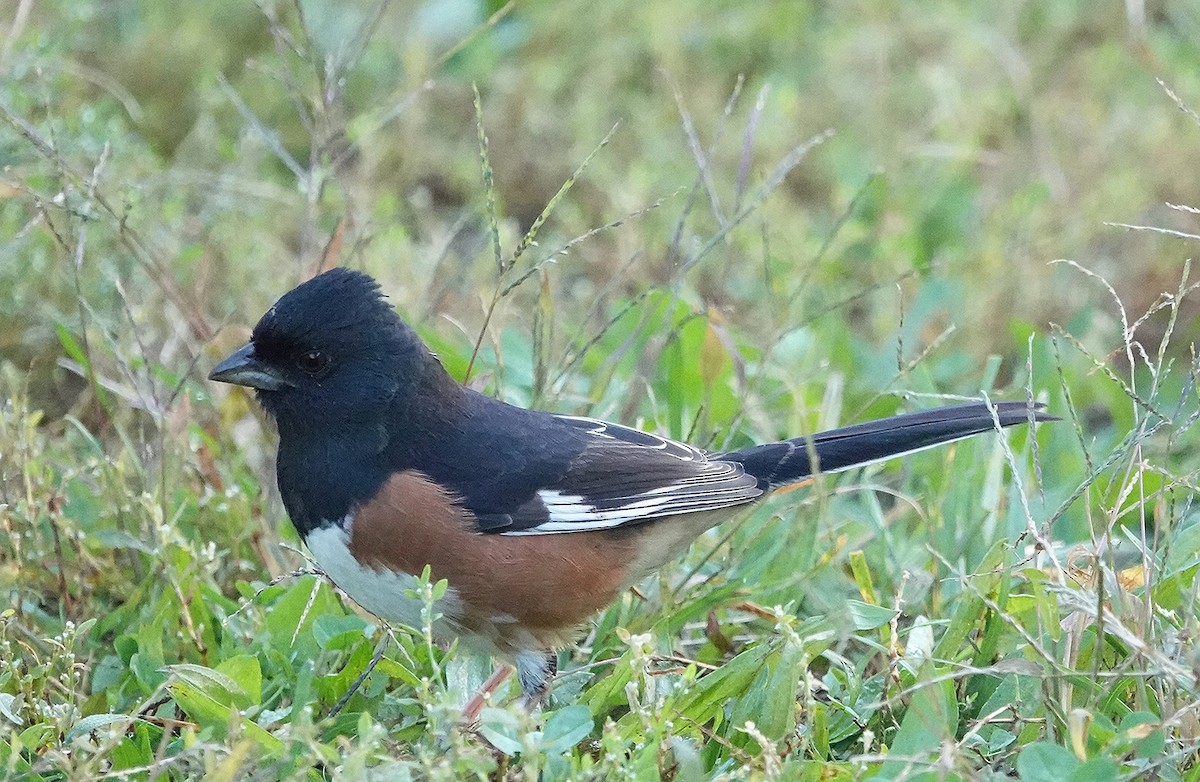 pipilo rudooký - ML632107985