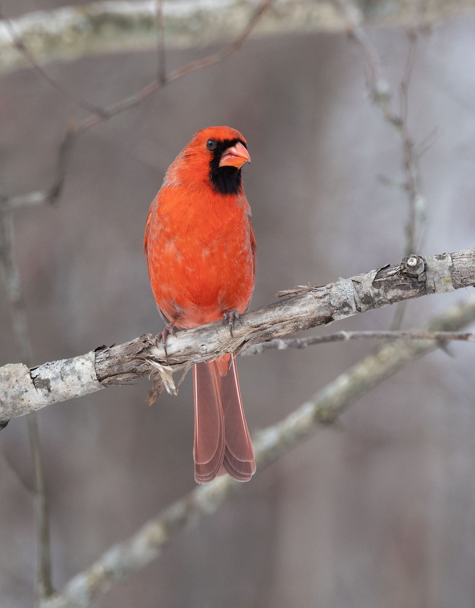 Northern Cardinal - ML632108077