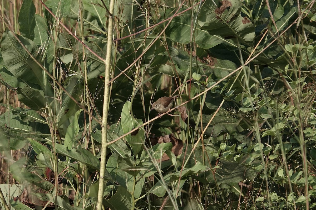 Prinia Modesta - ML632108249