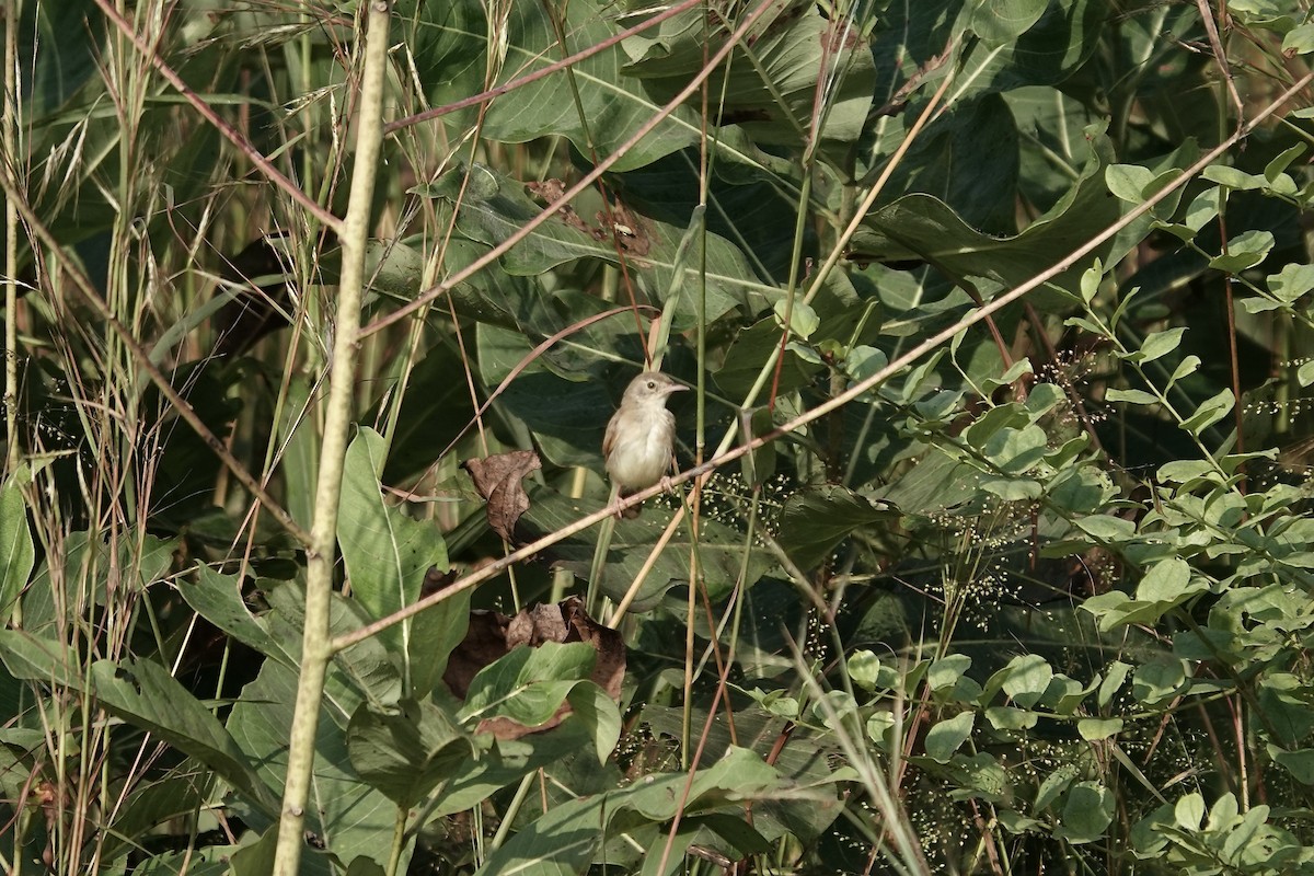 Prinia Modesta - ML632108253