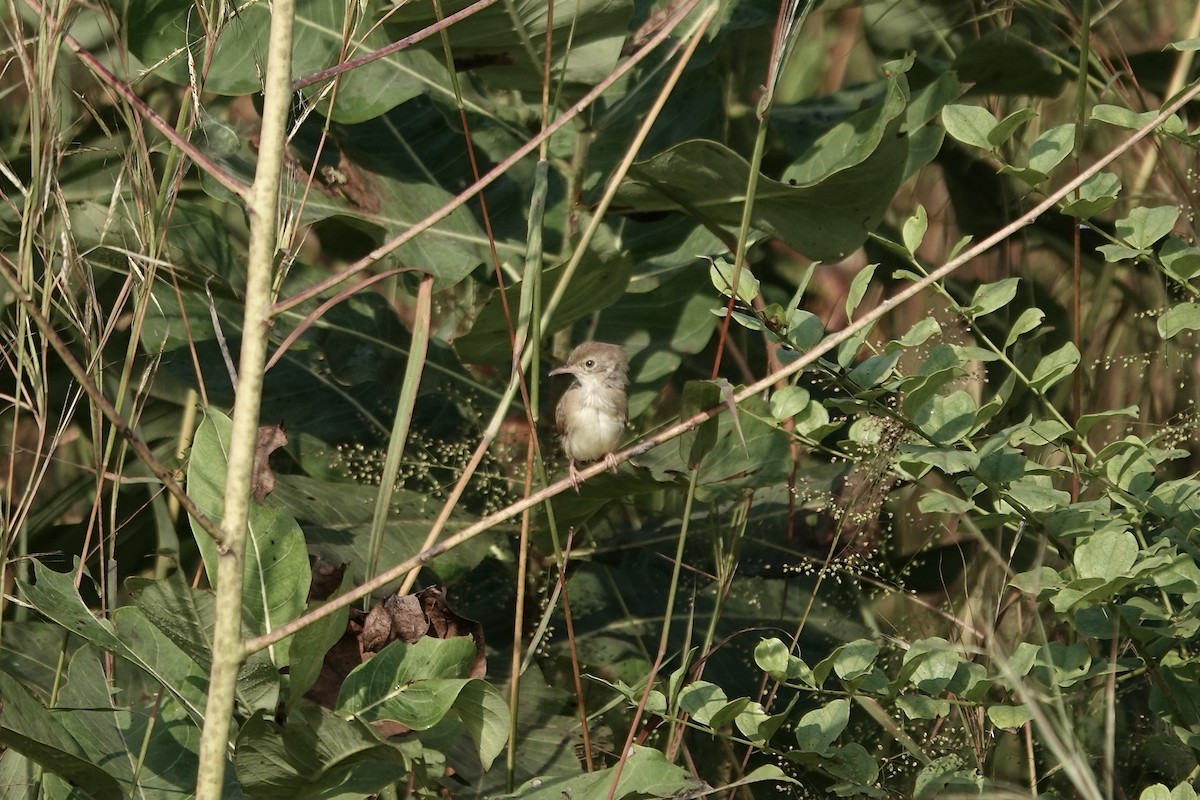 Prinia Modesta - ML632108265