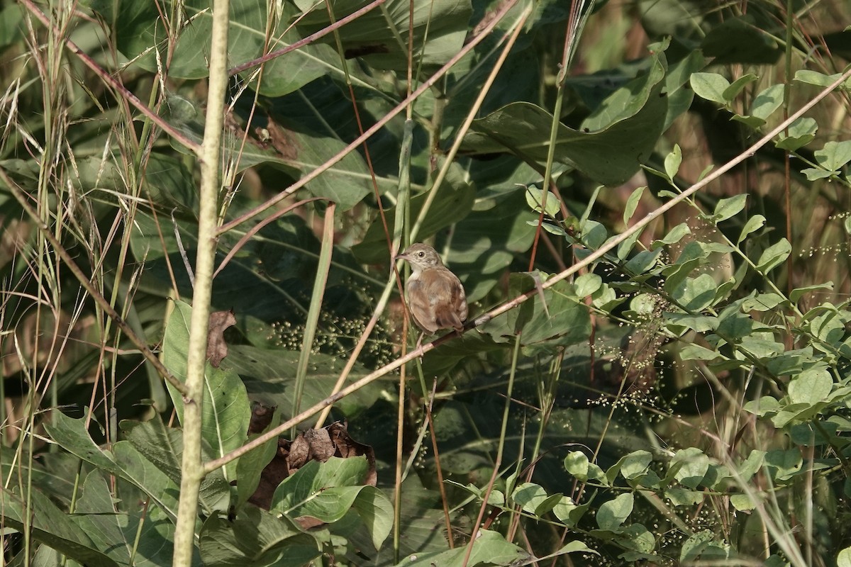 Prinia Modesta - ML632108269