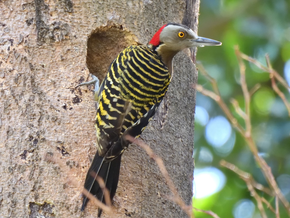 Hispaniolan Woodpecker - ML632108388