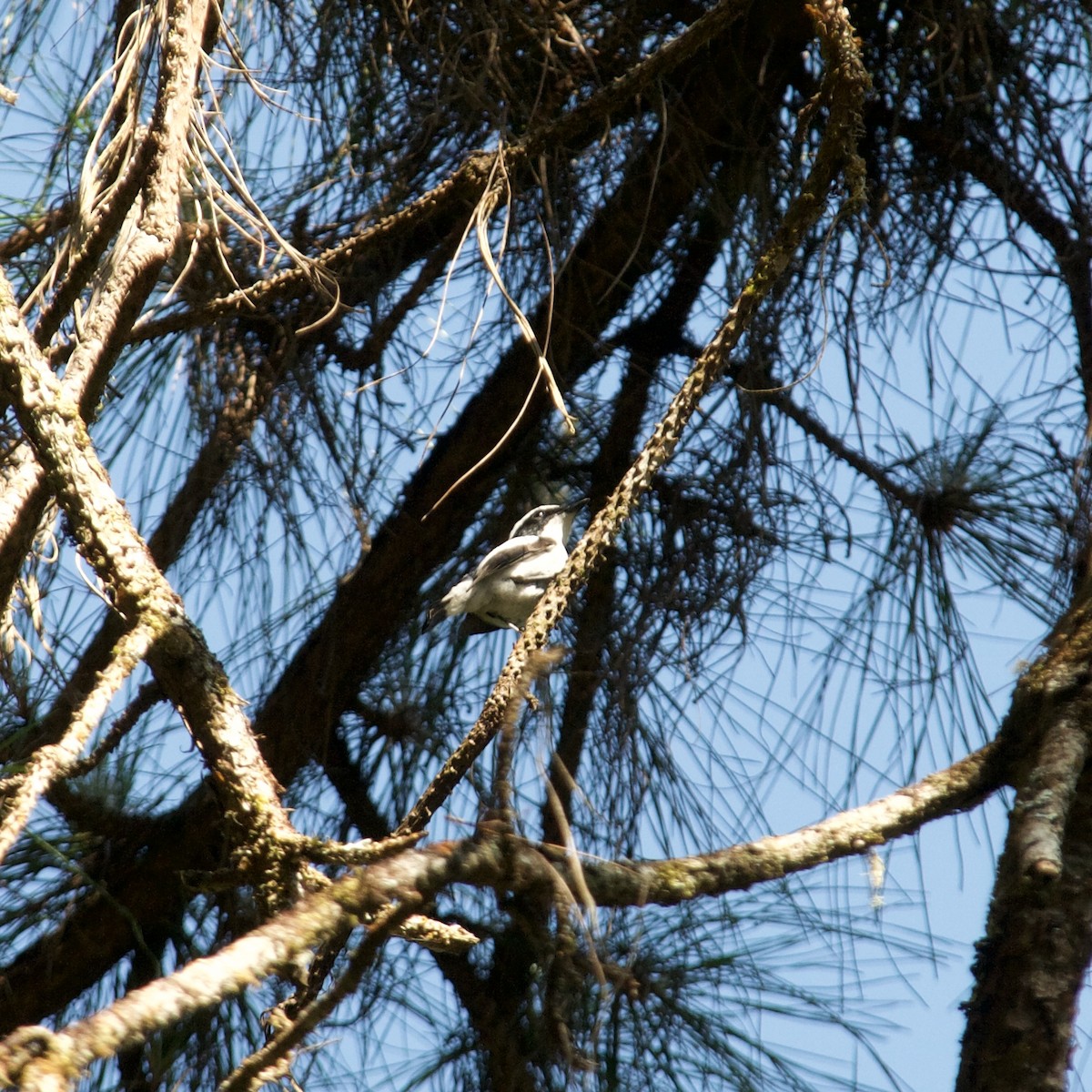 White-browed Shrike-Babbler - ML632108449