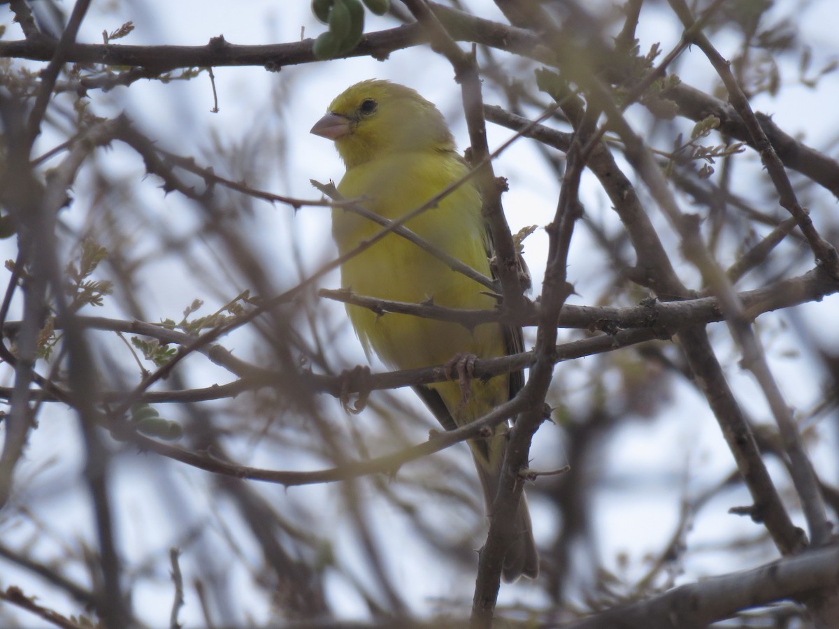 Sudan Golden Sparrow - ML632108592