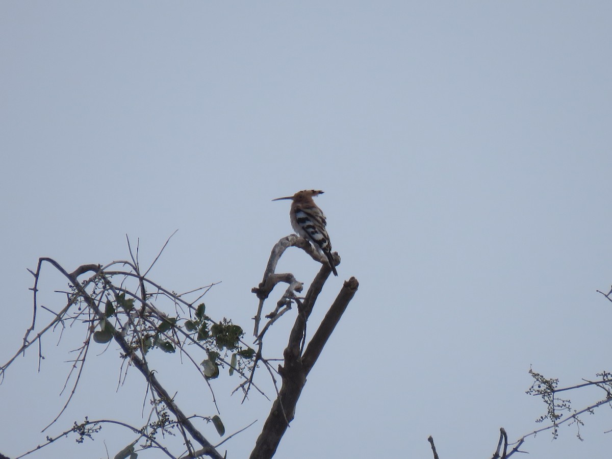 Common Hoopoe (Central African) - ML632108610