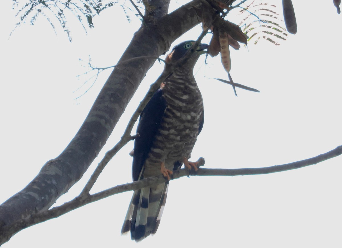 Hook-billed Kite (Grenada) - ML632108666