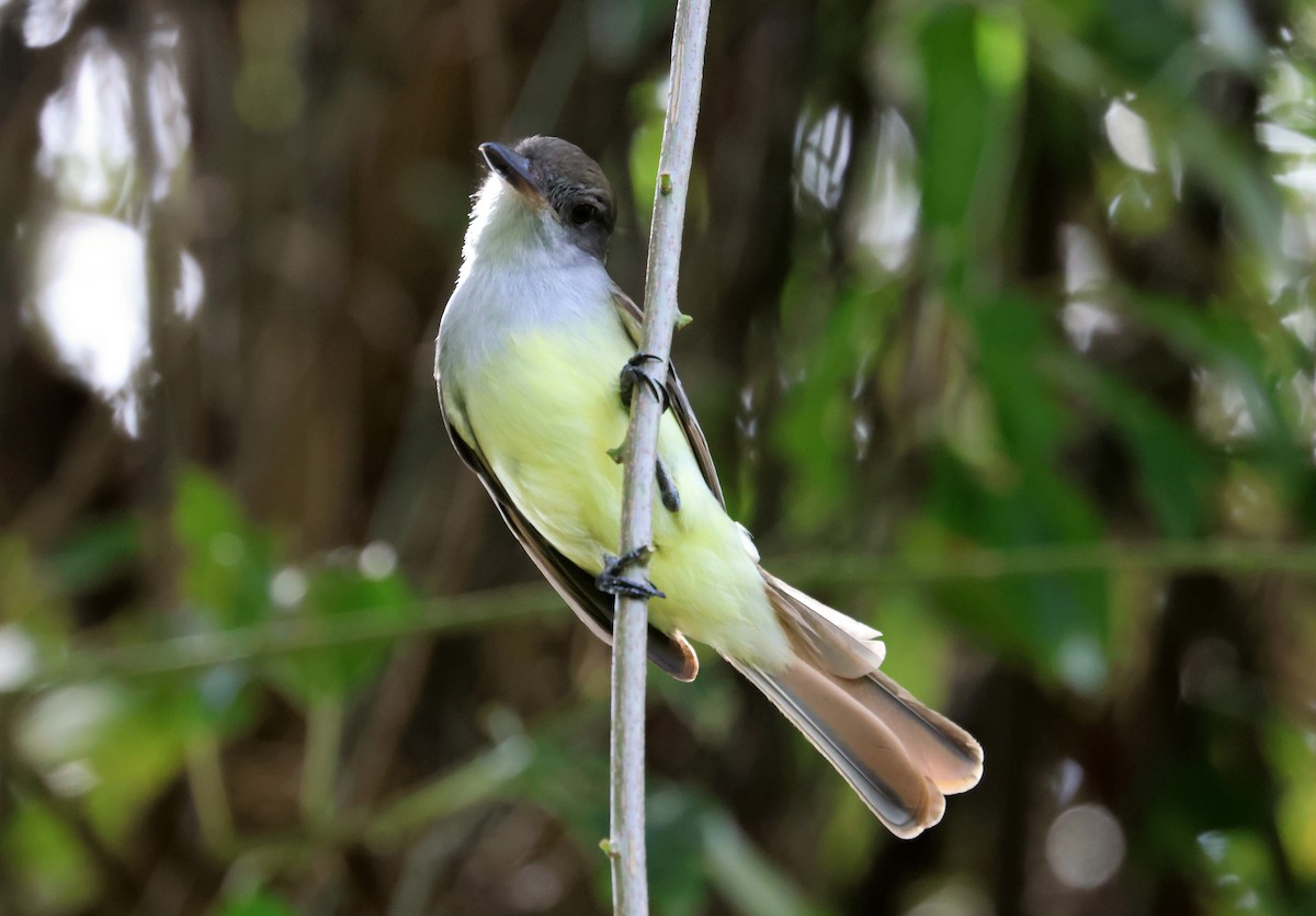 Grenada Flycatcher - ML632108747